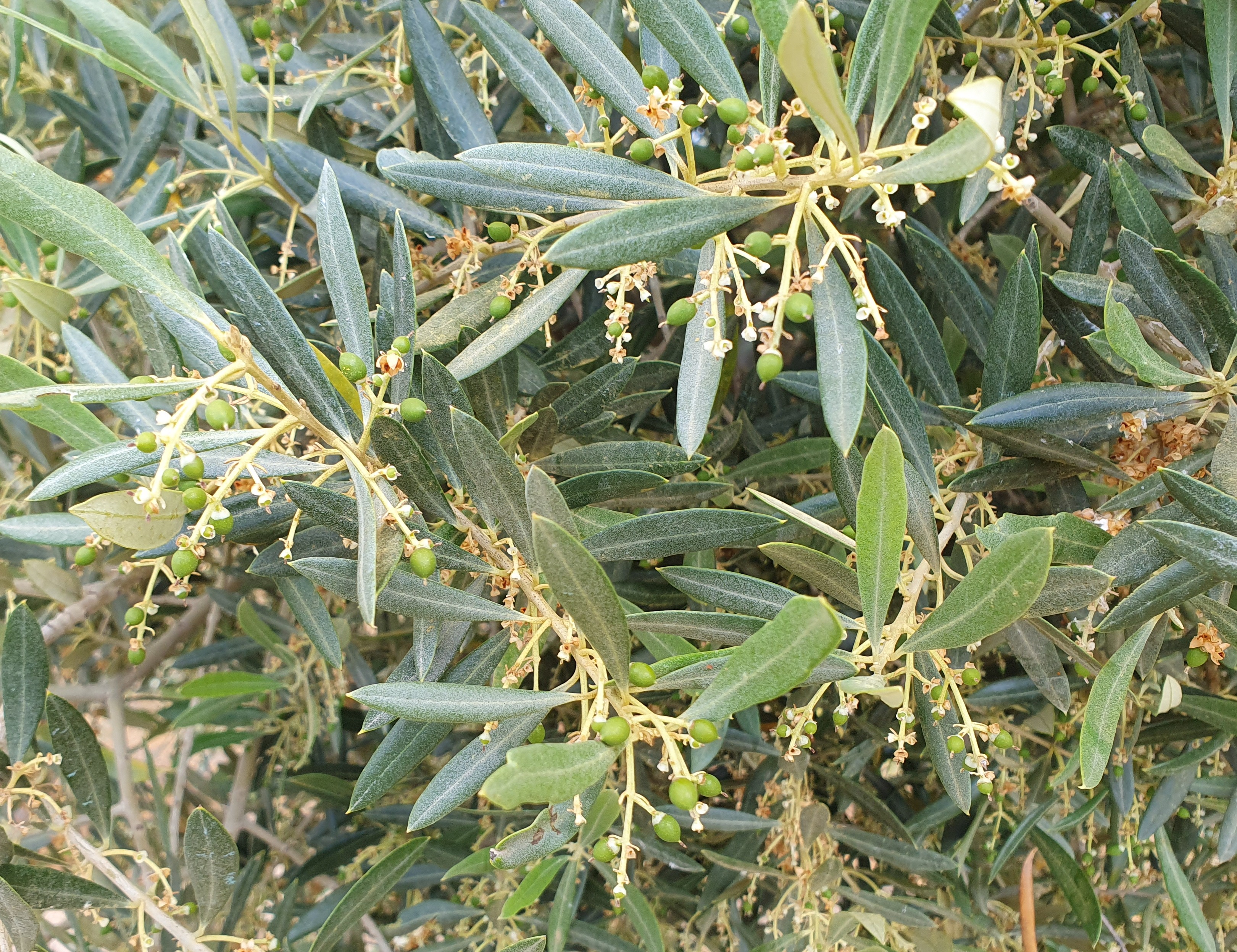 olives